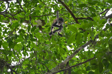 monkey is playing in the trees at the historical maya site of calakmul, campeche, mexico