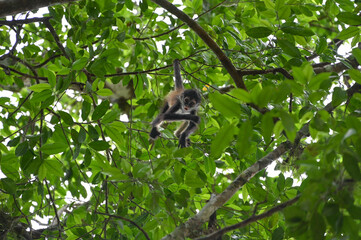 monkey is playing in the trees at the historical maya site of calakmul, campeche, mexico