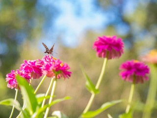 A butterfly visits the bright blooms of zinnia plants in the sunshine.