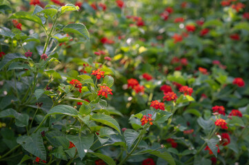 Lantana camara blooming on a summer day in Texas.