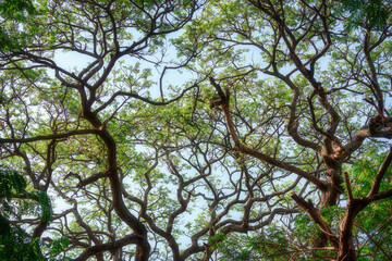 Tree branch with green leaves from below