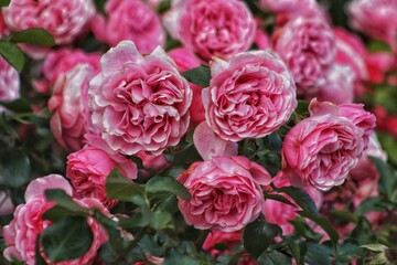 Red roses Bylando floribunda in the garden