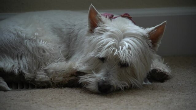 Westie laying around on the floor trying to fall asleep