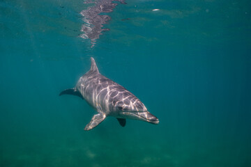 dolphin