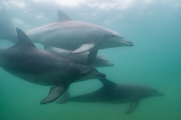 Obraz premium dolphin