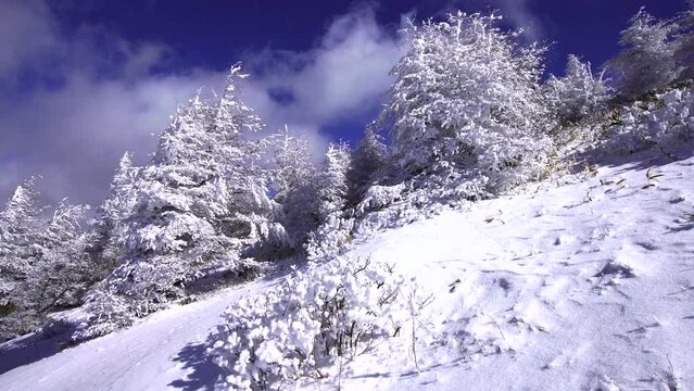 日本の長野県、美ヶ原の雪景色。