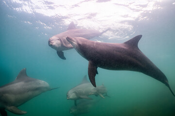 dolphin