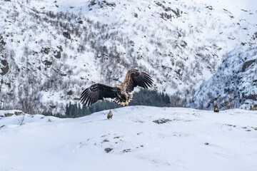 Haliaeetus albicilla, aquila di mare coda bianca, Lofoten