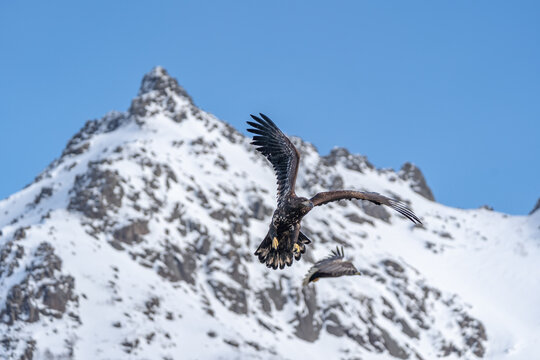 Haliaeetus albicilla, aquila di mare coda bianca, Lofoten