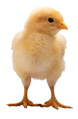 Gold chick deep in thought