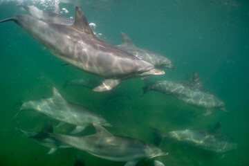 Fototapeta premium dolphin