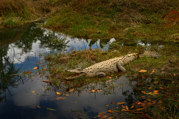 Crocodile from Madagascar, near the river water. Nile crocodile, Crocodylus niloticus, with open muzzle, in the river bank, Madagascar. Wildlife scene  from African nature.