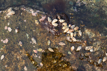sea snail attached to the rock