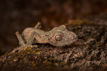 Mossy leaf-tailed gecko, Uroplatus sikorae, Reserve Peyrieras, lizaed in the nature habitat. Gecko from Madagascar. Lizard camouflaged in the trunk. Madagascar endemic wildlife nature. Africa travel.