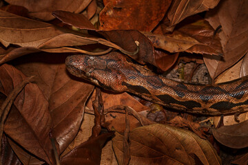 Tree Boa, wildlife nature.