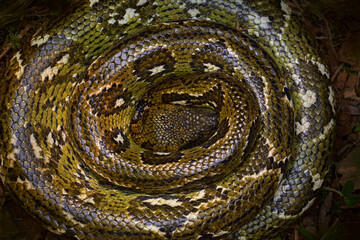 Tree Boa, wildlife nature. Madagascar Tree Boa, Sanzinia madagascariensis, big snake curled coiled up in the forest. Close-up detail in the forerst, Andasibe Mantadia NP, Madagascar.