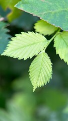 green leaves on a branch