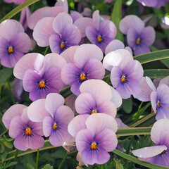 Nahaufnahme einer Vielzahl von violetten Blüten von Hornveilchen, Viola