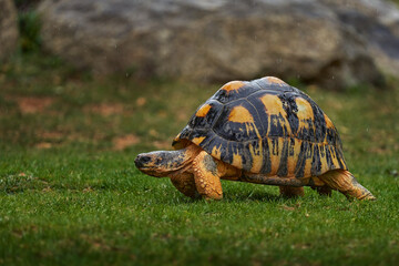 African spurred tortoise, Centrochelys sulcata, turtle from Senegal, Mali, Niger, Sudan, Ethiopia. Tortoise in the green grass, grey stone in the background. Animal from Africa, nature wildlife. - 641698386