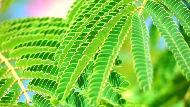 Persian silk tree Albizia julibrissin flowers resembling starbursts of pink silky threads. Pink siris, silk tree acacia Albizia julibrissin during flowering period. Close-up Slow motion