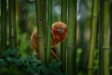 Golden-headed lion tamarin, Leontopithecus chrysomelas, Bahía in Brazil. Cute red orange monkey in the nature tropic forest habitat. Small Golden-headed lion tamarin on bamboo tree in junge. Wildlife © ondrejprosicky