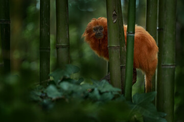 Golden-headed lion tamarin, Leontopithecus chrysomelas, Bahía in Brazil. Cute red orange monkey in the nature tropic forest habitat. Small Golden-headed lion tamarin on bamboo tree in junge. Wildlife - Powered by Adobe