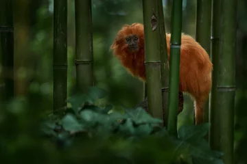 Gardinen Golden-headed lion tamarin, Leontopithecus chrysomelas, Bahía in Brazil. Cute red orange monkey in the nature tropic forest habitat. Small Golden-headed lion tamarin on bamboo tree in junge. Wildlife © ondrejprosicky