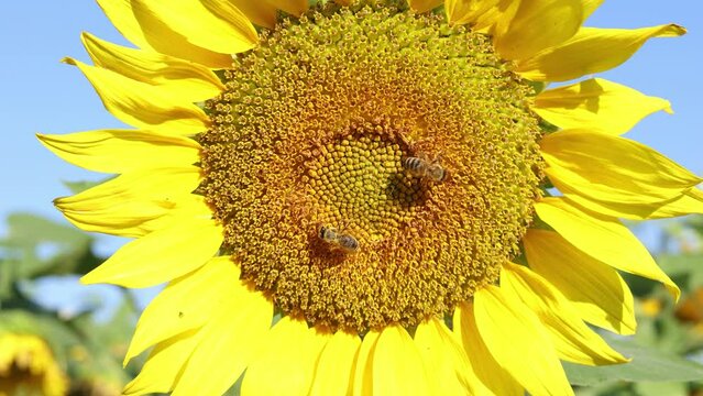 sunflower flower with the bee