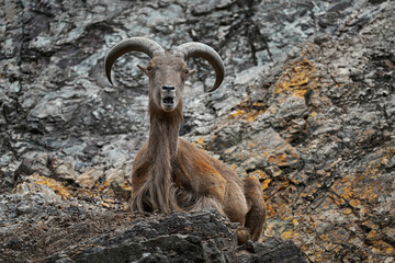 Barbary Sheep, Ammotragus lervia, Morroco, Africa. Animal in the nature rock habitat. Wild sheep on the stone, horn animal in the mountain.