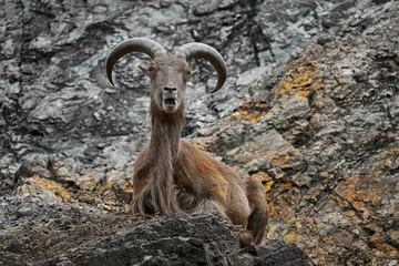 Keuken foto achterwand Kangchenjunga Barbary Sheep, Ammotragus lervia, Morroco, Africa. Animal in the nature rock habitat. Wild sheep on the stone, horn animal in the mountain.
