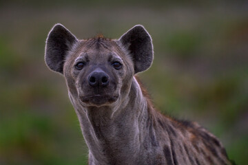 Hyena evening sunset light. Hyena, detail portrait. Spotted hyena, Crocuta crocuta, angry animal...