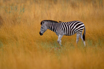 Fototapeta na wymiar Okavango delta, zebra. Zebra with yellow golden grass. Burchell's zebra, Equus quagga burchellii, Nxai Pan National Park, Botswana, Africa. Wild animal on the green meadow. African safari.