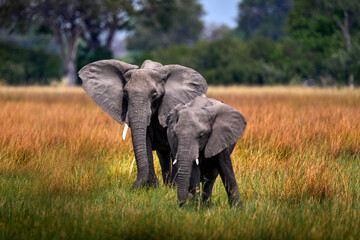 Fototapeta na wymiar Elephant in the grass, beautiful evening light. Wildlife scene from nature, elephant in the habitat, Moremi, Okavango delta, Botswana, Africa. Green wet season, blue sky with clouds. African safari.