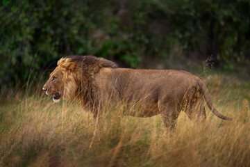 Big angry old lion in habitat. Lion in Okavango delta, Botswana. Safari in Africa. African lion walking in the grass, with beautiful evening light. Wildlife scene from nature. Animal in Africa.