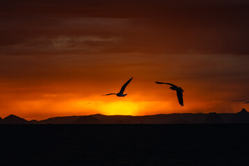 Fototapeta na wymiar Sunset orange over the ocean with two birds flying in the foreground