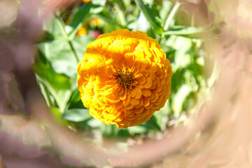 Żółty kwiat w ogrodzie w rozmytej okrągłej ramce
