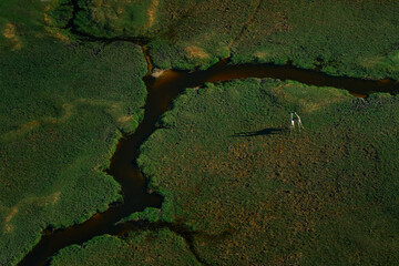Two dancing giraffe. Aerial landscape in Okavango delta, Botswana. Lakes and rivers, view from airplane. Green vegetation in South Africa. Trees with water in rainy season. Big animal in green.