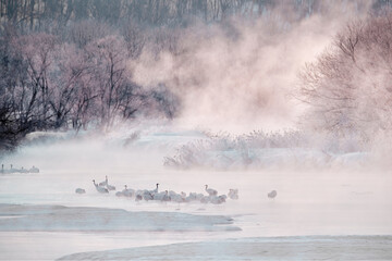 Japan winter nature. Wildlife scene, snowy nature. Bridge Cranes. Otowa winter Japan with snow. Birds in river with fog. Hokkaido, cold Japan. Red-crowned cranes in the water. - obrazy, fototapety, plakaty