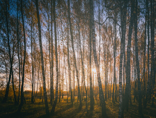 Birch grove with golden leaves in golden autumn, illuminated by the sun at sunset or dawn. Aesthetics of vintage film.