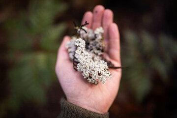 scientist holding lichen in the australian bush