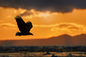 Ocean sea sunset with eagle, orange clouds. Flying bird of prey, White-tailed Eagle, Haliaeetus albicilla, with blue sky and white clouds in background. Wildlife scene with bird from nature. Bird.