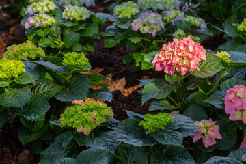 The Small hydrangea buds in the garden.