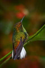 Coppery-headed emerald, Microchera cupreiceps) small hummingbird Endemic in Costa Rica. Tinny bird in the nature forestr habitat.