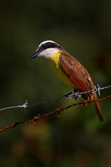 Great Kiskadee, Pitangus sulphuratus, brown and yellow tropical tanager with dark green forest in the background, nature habitat, Costa Rica. Wildlife scene from nature. Yellow bird from Costa Rica.