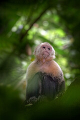 Costa Rica nature. White-headed Capuchin, black monkey sitting and shake one's fist on tree branch in the dark tropical forest. Wildlife of Costa Rica. Travel in Central America. Open muzzle with toot