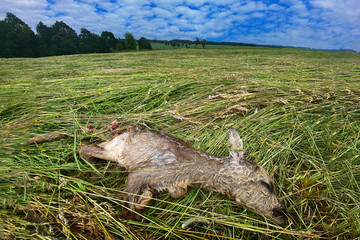 Ecology, save nature. A dead a fawn, yong cub of deerf doe , accidentally killed while mowing the grass. Summer, make hay on the meadow field. Dead animal, accident in the nature, Vysocina, Czech Rep.