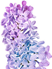 Twig lilac  isolated on  a  white background. Spring flower. For design. Nature.