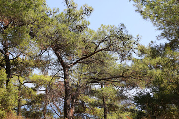 nature in the mountains near Marmaris, Turkey