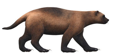 Wolverine isolated on a Transparent Background