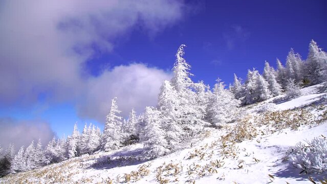 日本の長野県、美ヶ原の雪景色。